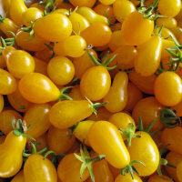 Yellow Cocktail Tomato ‘Yellow Pear’ (Solanum...