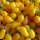 Yellow Cocktail Tomato ‘Yellow Pear’ (Solanum lycopersicum) seeds