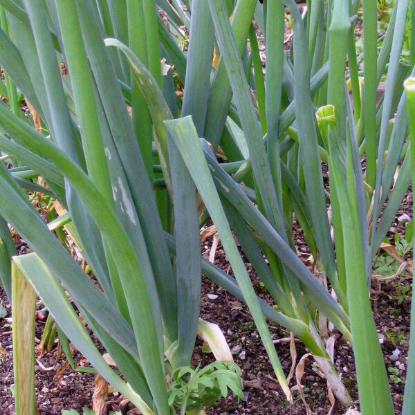 Spring Onion White Lisbon (Allium cepa) seeds