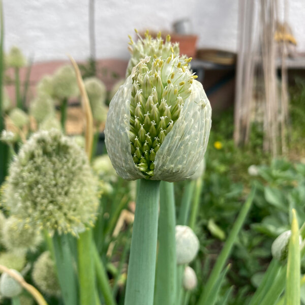 White Lisbon Spring Onion Seeds | Mild and Reliable Crop