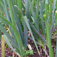 Spring Onion White Lisbon (Allium cepa) seeds