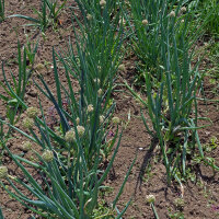 Spring Onion White Lisbon (Allium cepa) seeds