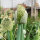 Spring Onion White Lisbon (Allium cepa) seeds