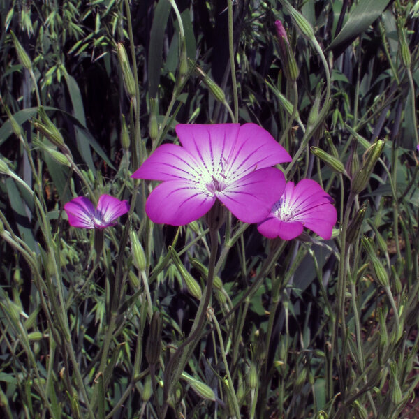 Common Corn-Cockle (Agrostemma githago) seeds
