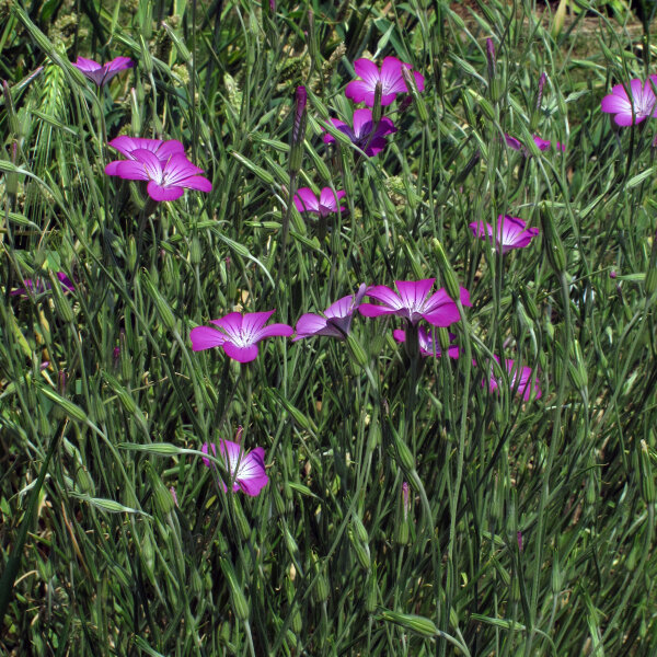 linseed plant Wild Blue Flax – Sparrowhawk Native Plants