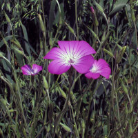 Common Corn-Cockle (Agrostemma githago) seeds