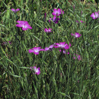 Common Corn-Cockle (Agrostemma githago) seeds