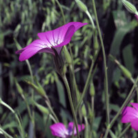 Common Corn-Cockle (Agrostemma githago) seeds