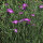 Common Corn-Cockle (Agrostemma githago) seeds