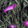 Common Corn-Cockle (Agrostemma githago) seeds