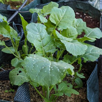Ethiopian Kale (Brassica carinata) seeds