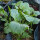 Ethiopian Kale (Brassica carinata) seeds