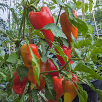Sweet Pepper Roter Augsburger (Capsicum annuum) organic...