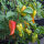 Sweet Pepper Roter Augsburger (Capsicum annuum) organic seeds