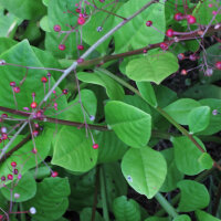 Jewels of Opar (Talinum paniculatum) seeds