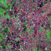 Jewels of Opar (Talinum paniculatum) seeds