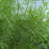 Dill Compact (Anethum graveolens) seeds