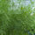 Dill Compact (Anethum graveolens) seeds