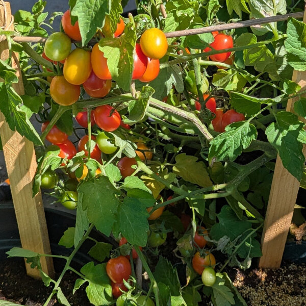 Plum Cherry Tomato Principe Borghese (Solanum lycopersicum) seeds