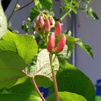 Runner Bean Hestia (Phaseolus coccineus) seeds