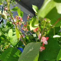 Runner Bean Hestia (Phaseolus coccineus) seeds