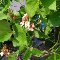 Runner Bean Hestia (Phaseolus coccineus) seeds