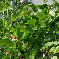 Runner Bean Hestia (Phaseolus coccineus) seeds
