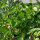 Runner Bean Hestia (Phaseolus coccineus) seeds