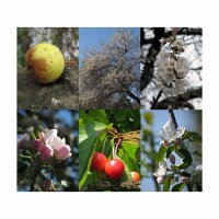 Wild Orchard - Seed kit