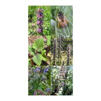 Honeybee Meadow - Seed kit