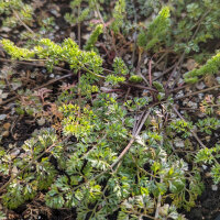 Venuss Comb (Scandix pecten-veneris) seeds