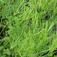 Venuss Comb (Scandix pecten-veneris) seeds