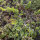 Venuss Comb (Scandix pecten-veneris) seeds