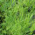 Venuss Comb (Scandix pecten-veneris) seeds