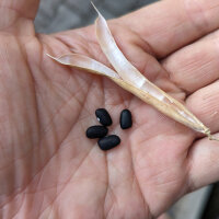 Tepary Bean Black Mitla (Phaseolus acutifolius) seeds