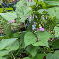 Tepary Bean Black Mitla (Phaseolus acutifolius) seeds