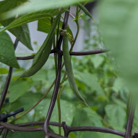 Tepary Bean Black Mitla (Phaseolus acutifolius) seeds