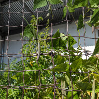 Tepary Bean Black Mitla (Phaseolus acutifolius) seeds