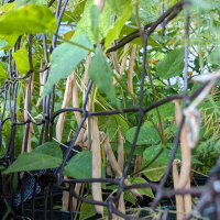 Tepary Bean Black Mitla (Phaseolus acutifolius) seeds