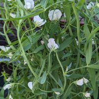 Grass pea (Lathyrus sativus) seeds