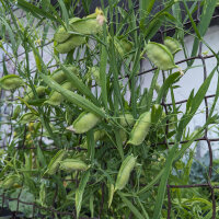 Grass pea (Lathyrus sativus) seeds