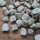Grass pea (Lathyrus sativus) seeds