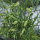 Grass pea (Lathyrus sativus) seeds