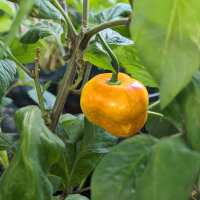 Tree Chilli Rocoto Canario (Capsicum pubescens) seeds