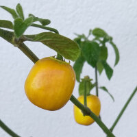 Tree Chilli Rocoto Canario (Capsicum pubescens) seeds