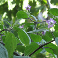 Tree Chilli Rocoto Canario (Capsicum pubescens) seeds