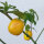 Tree Chilli Rocoto Canario (Capsicum pubescens) seeds