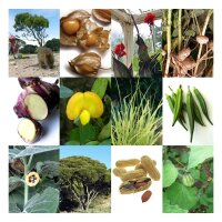 Exotic Agricultural Crops - Seed kit