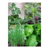 Brazilian Herb Selection: Cheiro Verde - Seed kit