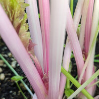 Pink celery ‘Chinese Pink’ (Apium graveolens) organic seeds